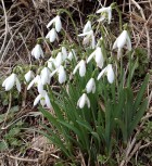 Snowdrops February 2010 Snowdrops February 2010